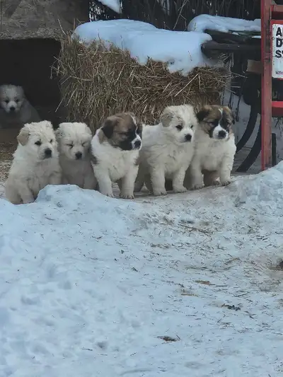 maremma livestock guardian dogs, View more