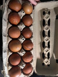 Bcm hatching eggs 
