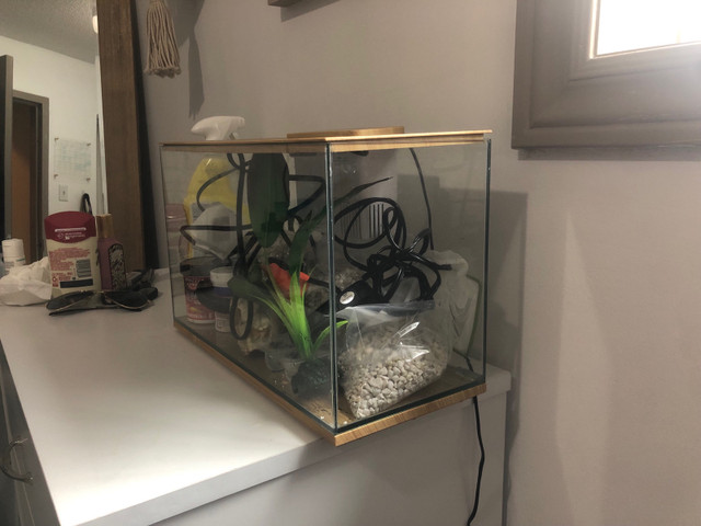 3 gallon fish tank in Fish for Rehoming in Kitchener / Waterloo - Image 3