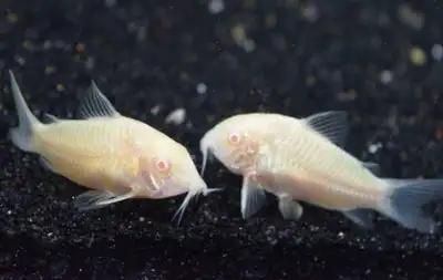 Albino Corydoras Catfish Pair , View more