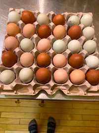 Hatching Eggs $15/dozen