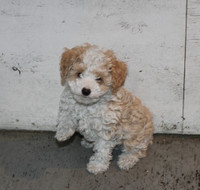 ONLY 3 TOY POODLE PUPPIES LEFT