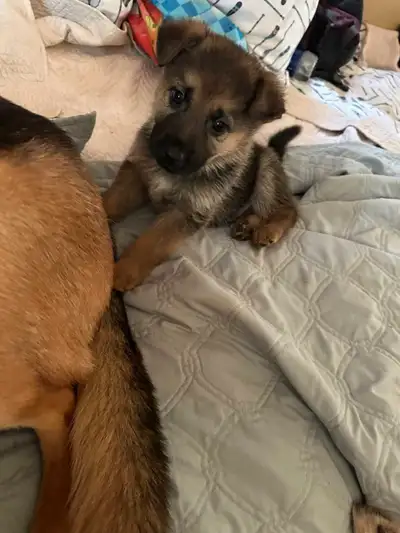 German Sheppard Puppies for sale, View more
