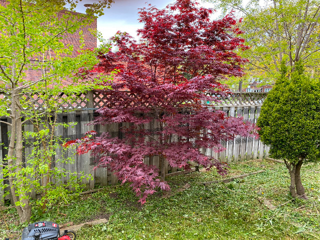 Beautiful Mature 14ft Bloodgood Japanese Maple Tree in Plants, Fertilizer & Soil in City of Toronto - Image 4