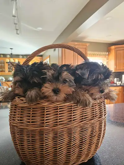 purebred yorkie puppies available , View more