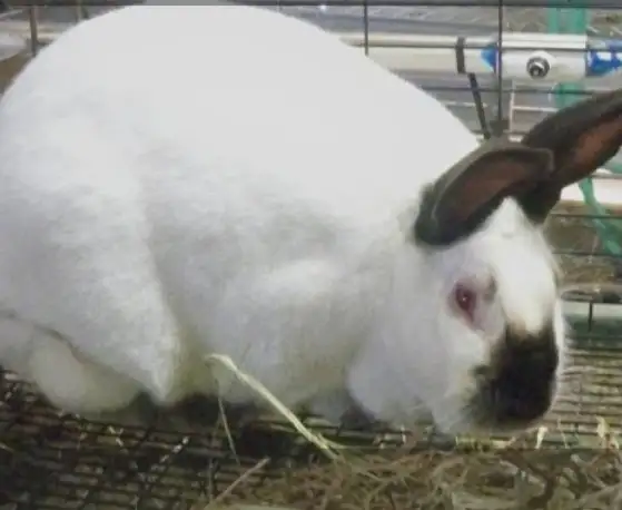 Purebred Californian Rabbit kids always available Labroquerie W ...