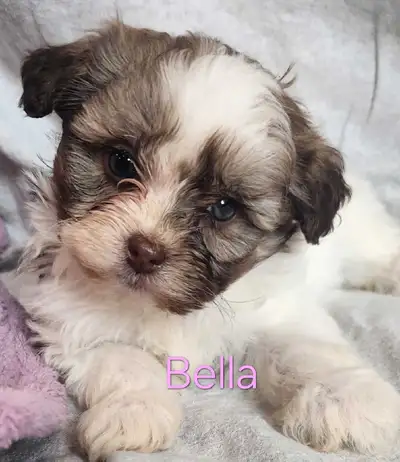 shihpoo puppies, blue eyes, View more