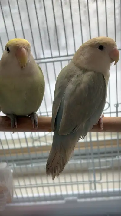 Love Birds (Read Ad) , View more