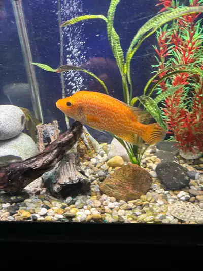Red Dovii needs a good home with an appropriate tank’, View more