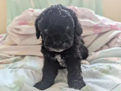 Toy Poodle Puppy Rehoming, View more