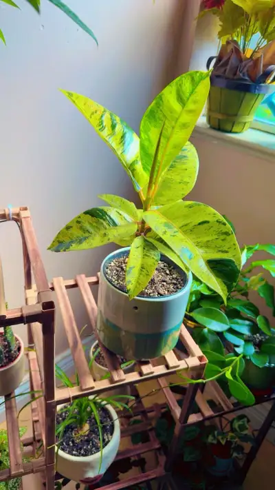 Potted Plants, View more