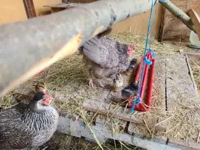 Hen with chicks $40.00 and $30.00  Pending, View more
