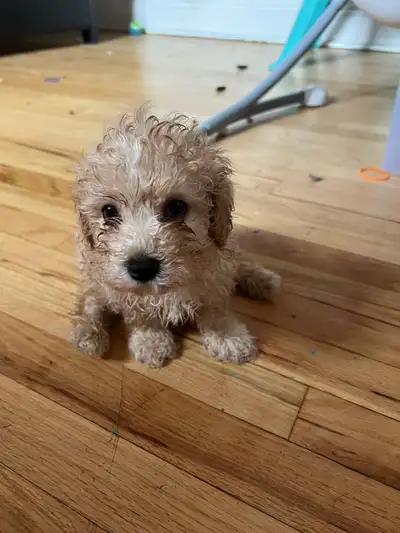 Cute Toy Poodle Puppies!, View more
