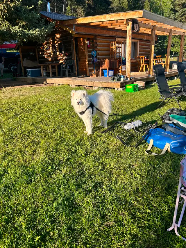 Bear, 1.5 year Samoyed in Dogs & Puppies for Rehoming in Burnaby/New Westminster - Image 4