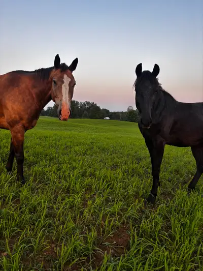 looking for horse!!, View more