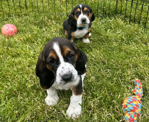 **Basset Hound Puppies for Sale!** Located in **Milverton**, ready for their forever homes the **fir...