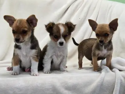 Cute little chihuahua puppies, View more