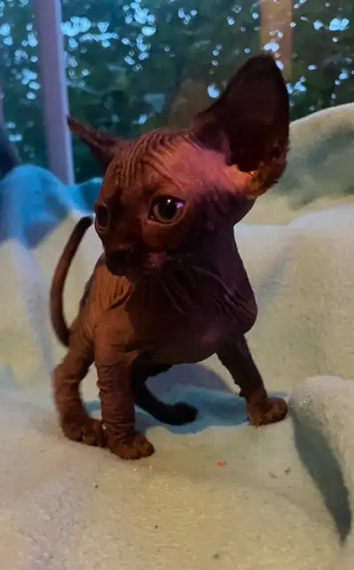 Dans notre premier le portee : DISPONIBLE SPHYNX mâle disponible 1600$ stériliser vacciner x 2 vermi...