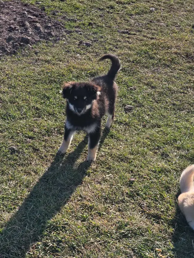 pomsky/pomeranian puppies | Dogs & Puppies for Rehoming | Edmonton ...