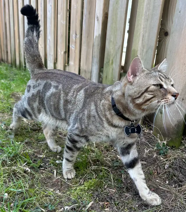 **LOST CAT**479552929520701442
