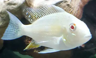 Albino geophagus heckelii , View more