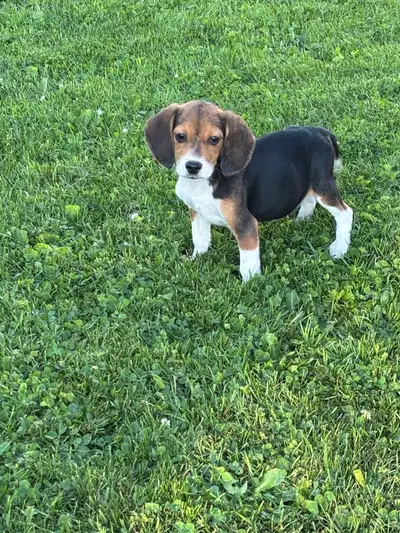 Beagle Puppies, View more
