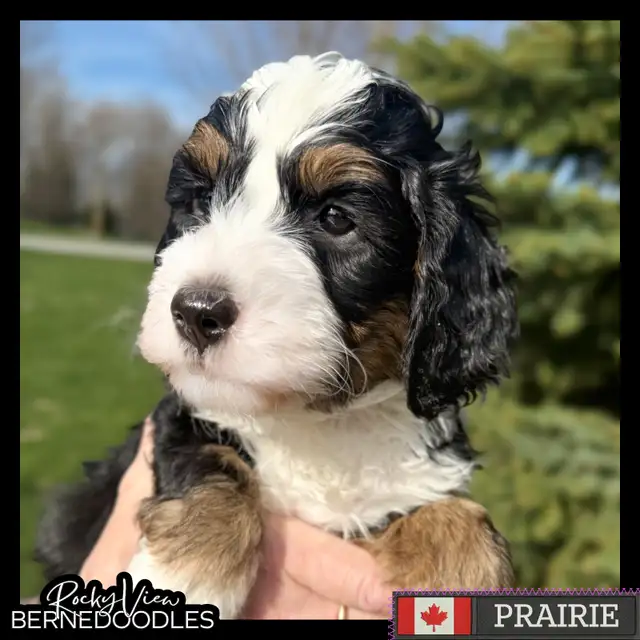 Guardian Home Wanted: Love a Bernedoodle, We Cover the Rest! in Dogs & Puppies for Rehoming in Markham / York Region - Image 4