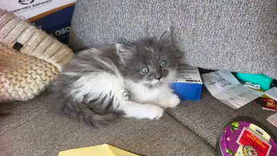 I have adorable kittens for sale. They are used to human contact and very playful. Available now for...