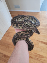 Adult Female Pewter Ball Python
