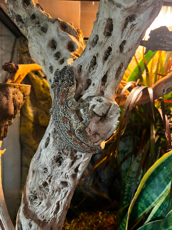 Gargoyle gecko in Reptiles & Amphibians for Rehoming in Campbell River - Image 2