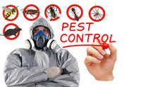 Bed Bug  Rat Roach service start 100 $  call  –647-609-8202