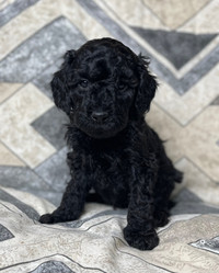 ❤️❤️ Mini Labradoodle ❤️❤️ Only One Left