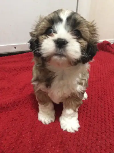 In time for Easter 1 female (Shown in first 3 photos) 1 male (Shown in last 2 photos) Both puppies a...