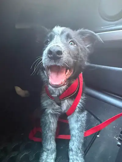 Blue Heeler Border collie puppy, View more