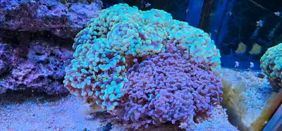 Massive, healthy hammer coral combo colony! This is a fully grown, high-end Euphyllia showpiece, fea...