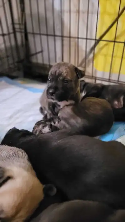 BEAUTIFUL CANE CORSO PUPS, View more