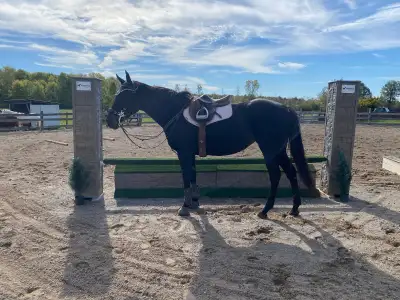 9yo OTTB Jumper Mare , View more
