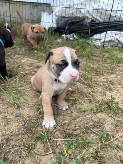 Adorable puppies looking for their forever homes! Born: May 6, 2025 Available: 4 males and 2 females...