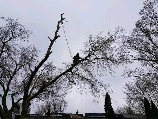 Tree Pruning Tree Removal 647 654-1884 in Lawn, Tree Maintenance & Eavestrough in City of Toronto - Image 6