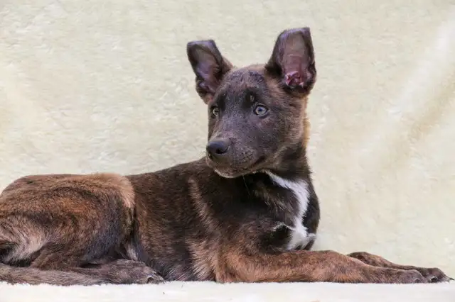 Dutch Shepherds in Dogs & Puppies for Rehoming in Red Deer - Image 5