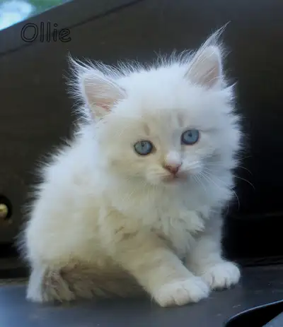 Hypoallergenic Neva Masquerade Siberian, View more