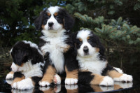 Bernese puppies