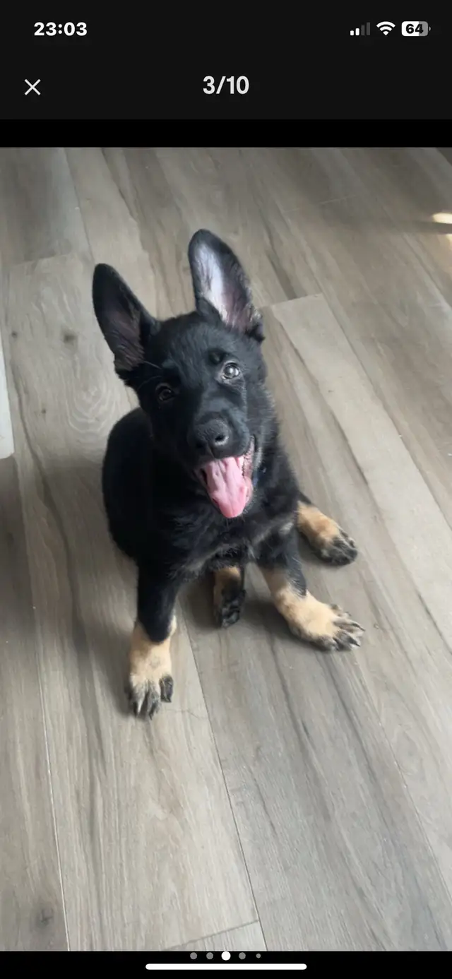 Berger Allemand Pure race in Dogs & Puppies for Rehoming in Laurentides - Image 6