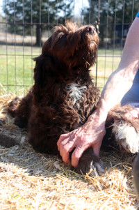 LABRADOODLE+HAPPY,HEALTHY & STILL WAITING FORVER HOMES+REDUCED
