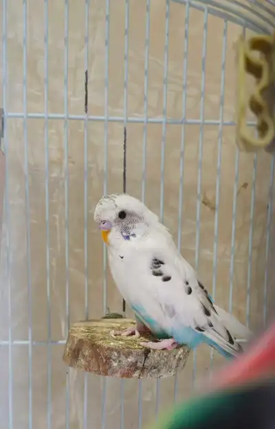 Male Budgies for sale, View more