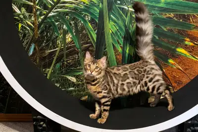 Leopard-look Bengal Kittens - Brown, Silver, Longhair, TICA, View more