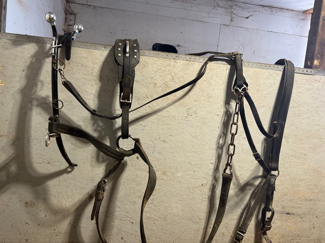 Horse size driving harness  in Equestrian & Livestock Accessories in Peterborough