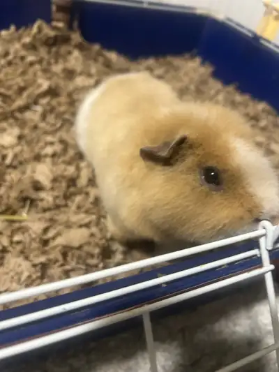 Guinea Pig Male, View more