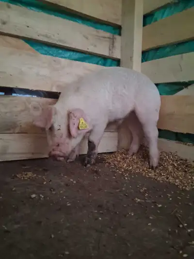 piglet for sale , View more