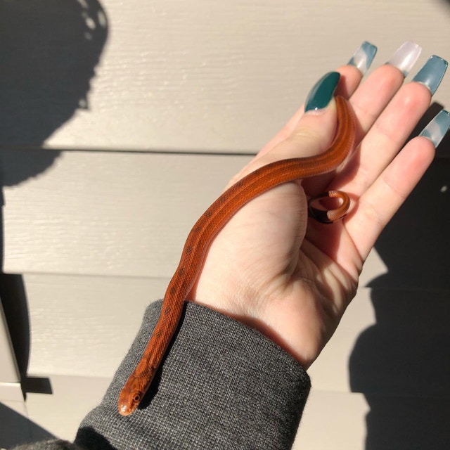 Diones/Steppes Rat Snake (Elaphe Dione Ratsnake) Reptiles